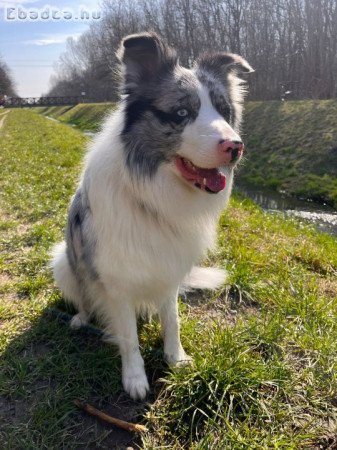 Blue Merle Border collie kan fedez