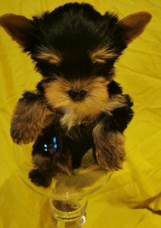 Yorkshire Terrier