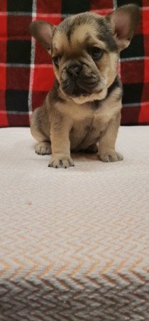 Francia bulldog