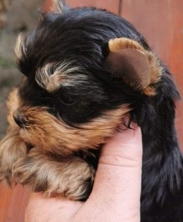 Yorkshire Terrier