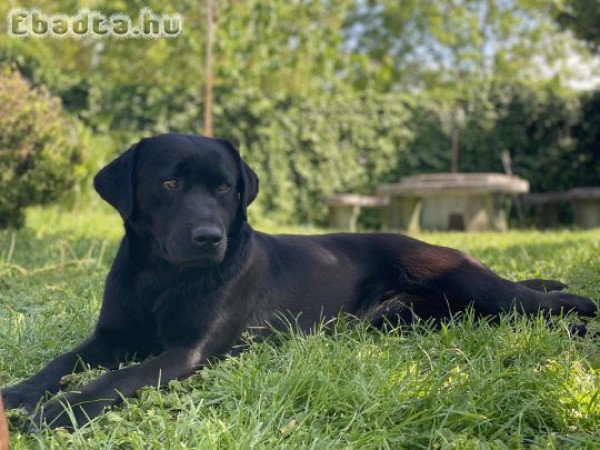 Fekete kölyök labrador