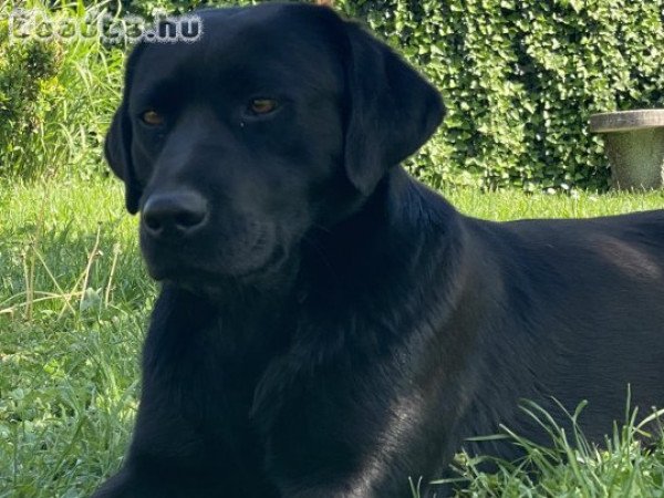 Fekete kölyök labrador