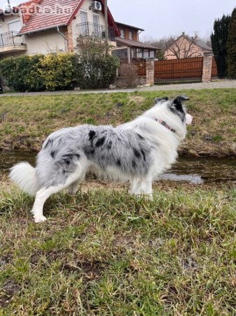 Blue Merle Border collie kan fedez