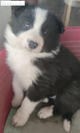 Border Collie kiskutyák