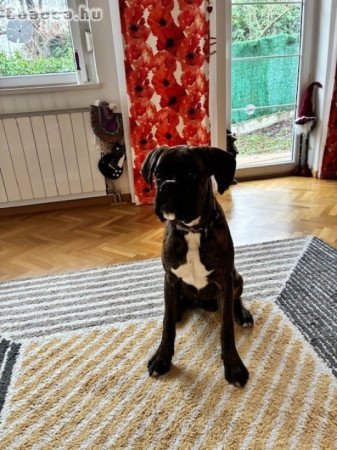 Eladó Német Boxer junior, törzskönyvvel