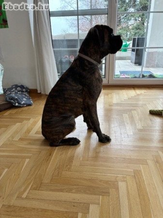 Eladó Német Boxer junior, törzskönyvvel