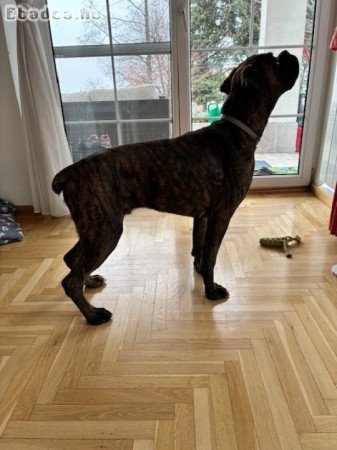 Eladó Német Boxer junior, törzskönyvvel