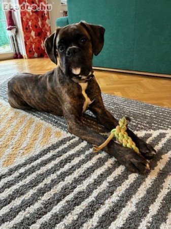 Eladó Német Boxer junior, törzskönyvvel