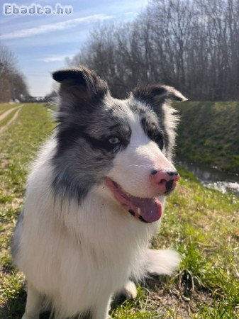 Blue Merle Border collie kan fedez