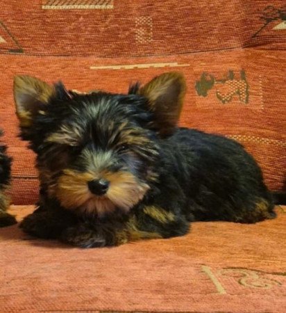 Yorkshire terrier