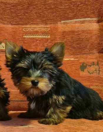 Yorkshire terrier