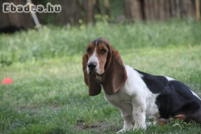Basset Hound eladó
