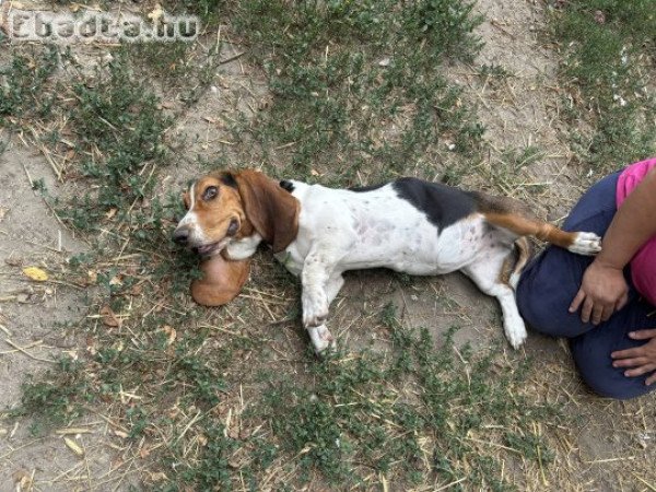 Basset Hound eladó