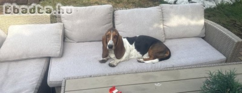 Basset Hound eladó