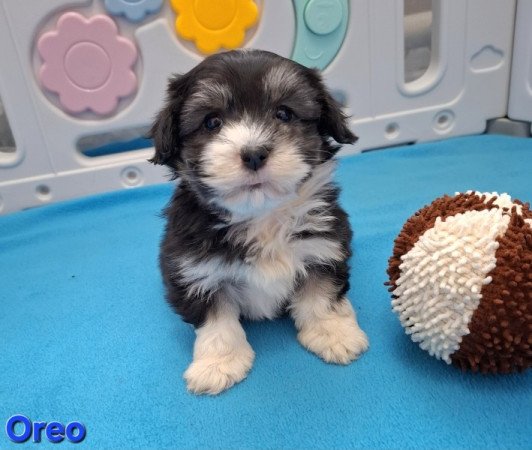 Bichon havanese