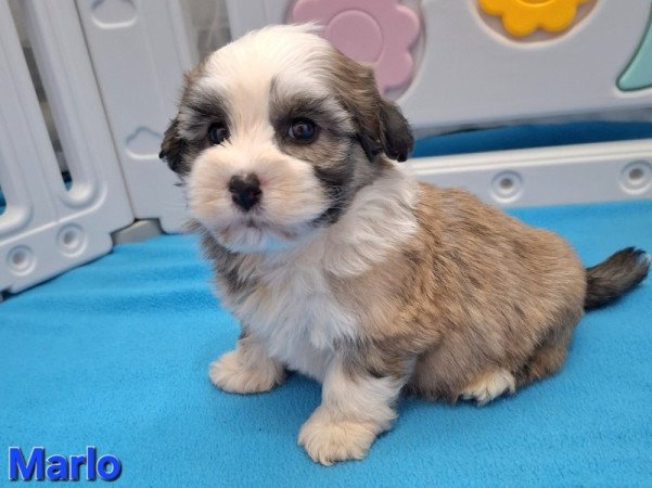 Bichon havanese