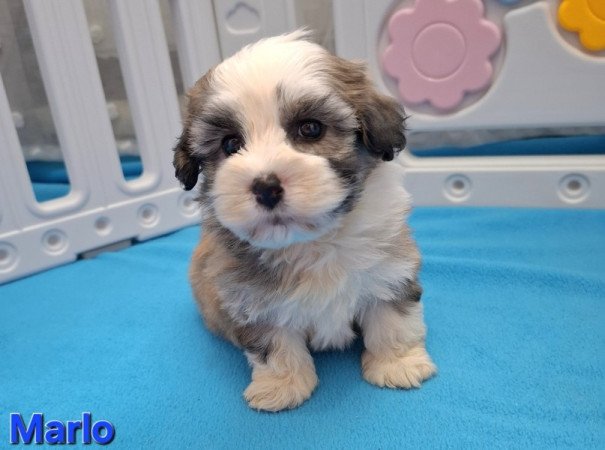 Bichon havanese