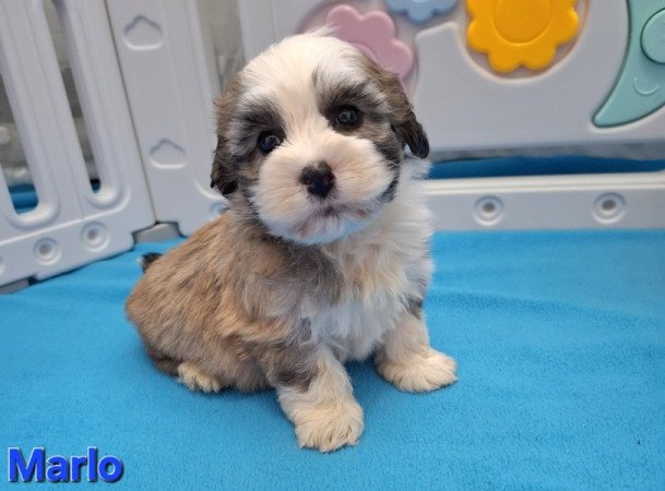 Bichon havanese