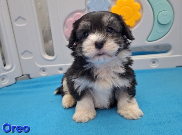 Bichon havanese