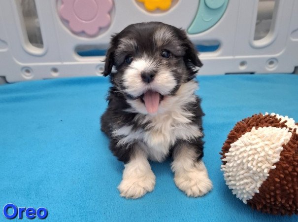 Bichon havanese