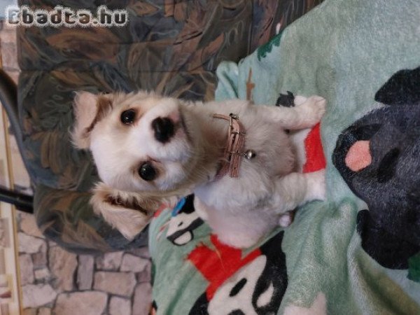 Chipoo baba szerető gazdit keres