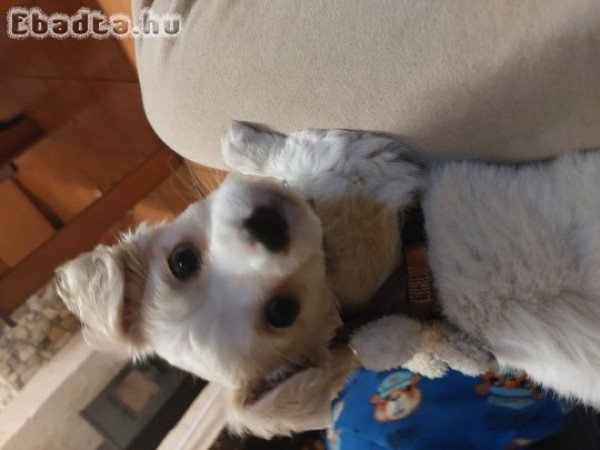 Chipoo baba szerető gazdit keres