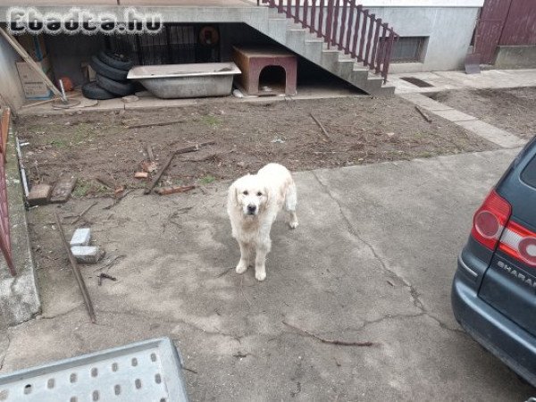 Golden retriever 11hónapos fiú kutyus