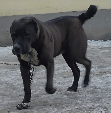 KÖZÉP ÁZSIAI JUHÁSZ KAN ELADÓ ROKOT VÉRVONAL KOMOLY TENYÉSZTÉSI ALAP