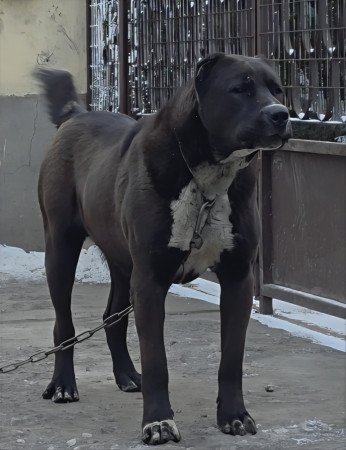 KÖZÉP ÁZSIAI JUHÁSZ KAN ELADÓ ROKOT VÉRVONAL KOMOLY TENYÉSZTÉSI ALAP