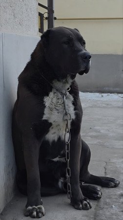 KÖZÉP ÁZSIAI JUHÁSZ KAN ELADÓ ROKOT VÉRVONAL KOMOLY TENYÉSZTÉSI ALAP