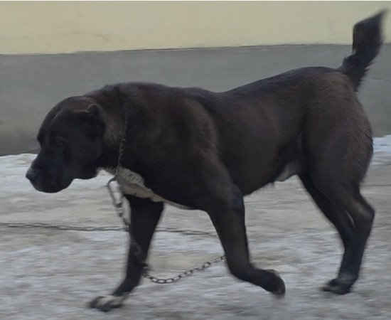KÖZÉP ÁZSIAI JUHÁSZ KAN ELADÓ ROKOT VÉRVONAL KOMOLY TENYÉSZTÉSI ALAP