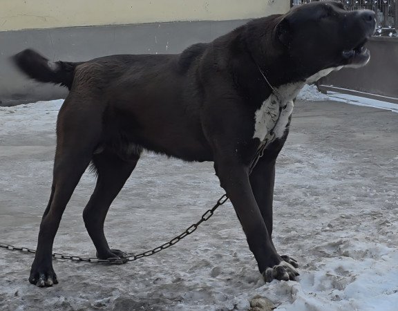 KÖZÉP ÁZSIAI JUHÁSZ KAN ELADÓ ROKOT VÉRVONAL KOMOLY TENYÉSZTÉSI ALAP