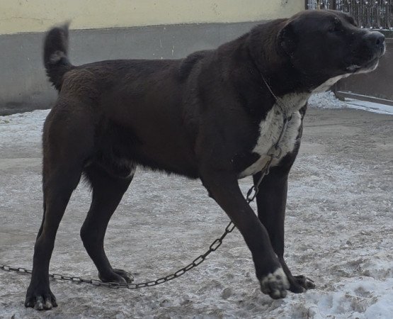 KÖZÉP ÁZSIAI JUHÁSZ KAN ELADÓ ROKOT VÉRVONAL KOMOLY TENYÉSZTÉSI ALAP