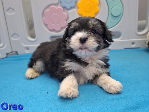 Bichon havanese