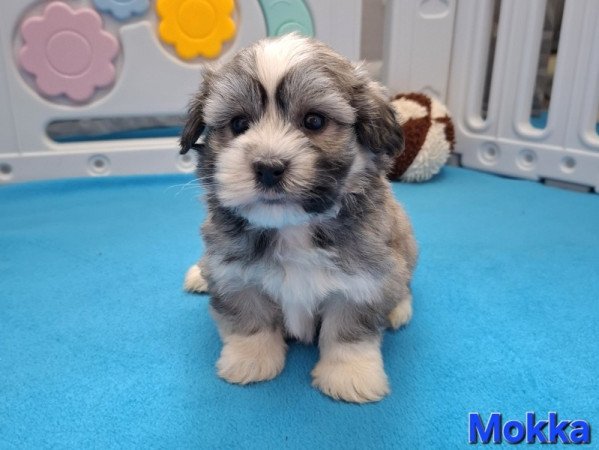 Bichon havanese