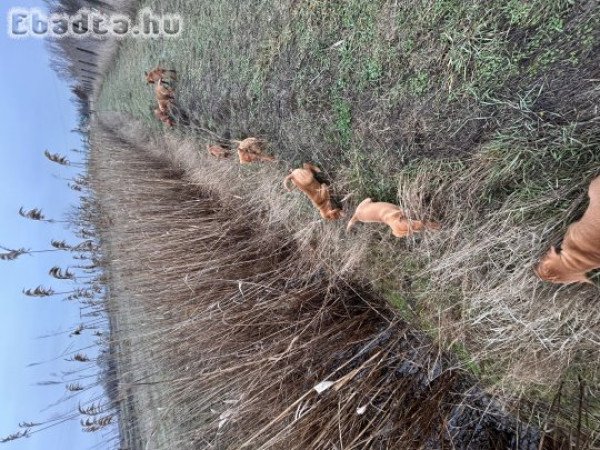 8hetes vizsla kölykök