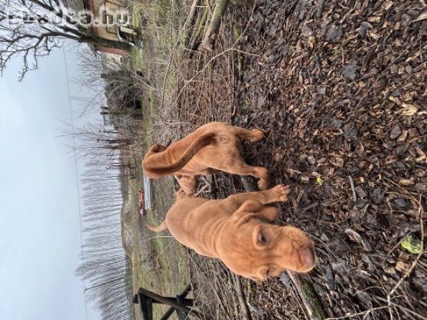 8hetes vizsla kölykök