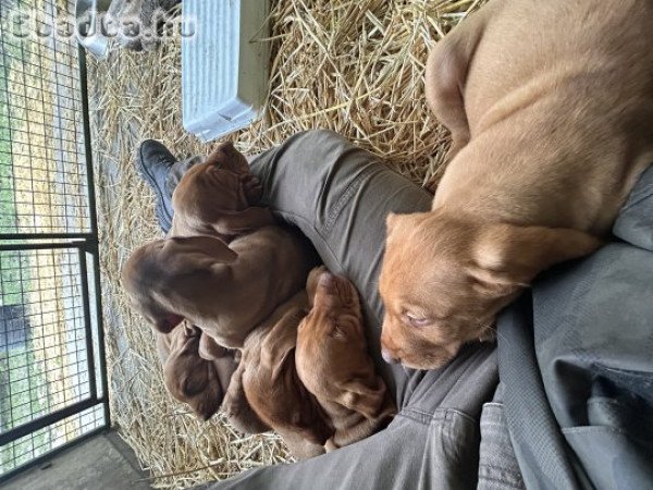8hetes vizsla kölykök