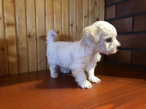 Bichon Havanese