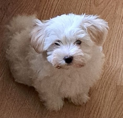 Havanese