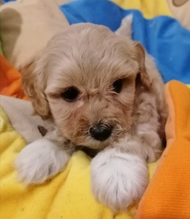 Maltipoo (máltai x uszkár)