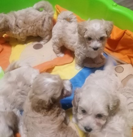 Maltipoo (máltai x uszkár)