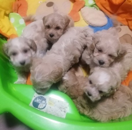 Maltipoo (máltai x uszkár)