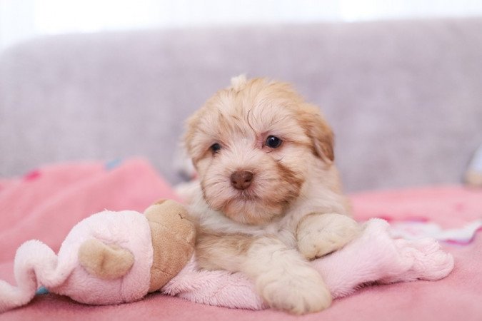 havanese