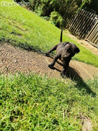 Amerikai pitbull terrier kiskutya gazdát keres