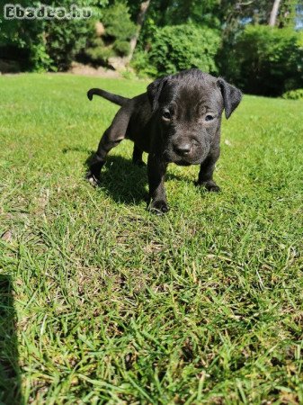 Amerikai pitbull terrier kiskutya gazdát keres