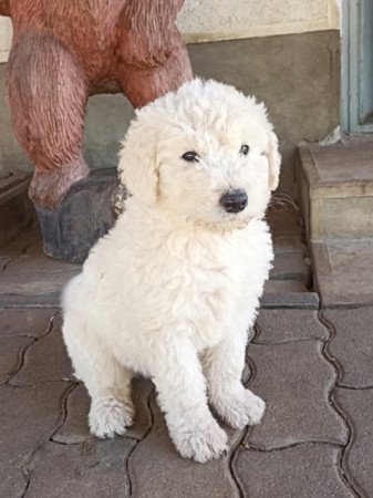 Komondor