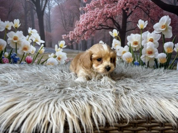 Maltipoo