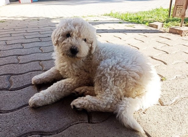 Komondor