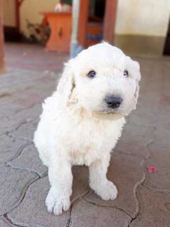 Komondor